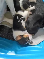 Brown, a male Beagle for sale in Baldwin, MI – 1 of 1