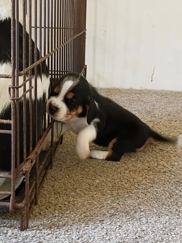 Orange – Beagle puppy for sale in Baldwin, MI