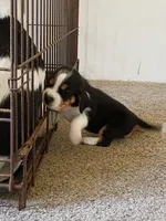 Orange, a female Beagle for sale in Baldwin, MI – 1 of 2