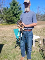 Yellow, a female Beagle for sale in Baldwin, MI – 2 of 3