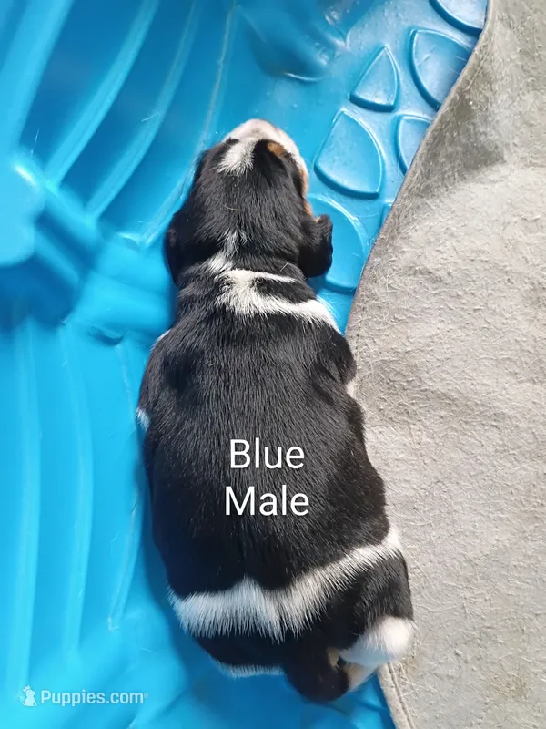 Blue – Beagle puppy for sale in Baldwin, MI