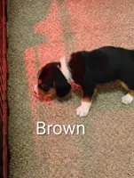 Brown, a male Beagle for sale in Baldwin, MI – Photo 2 of 8
