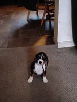 Brown, a male Beagle for sale in Baldwin, MI – Photo 6 of 8