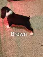 Brown, a male Beagle for sale in Baldwin, MI – Photo 1 of 8