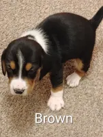 Brown, a male Beagle for sale in Baldwin, MI – Photo 4 of 8