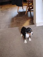 Brown, a male Beagle for sale in Baldwin, MI – Photo 7 of 8