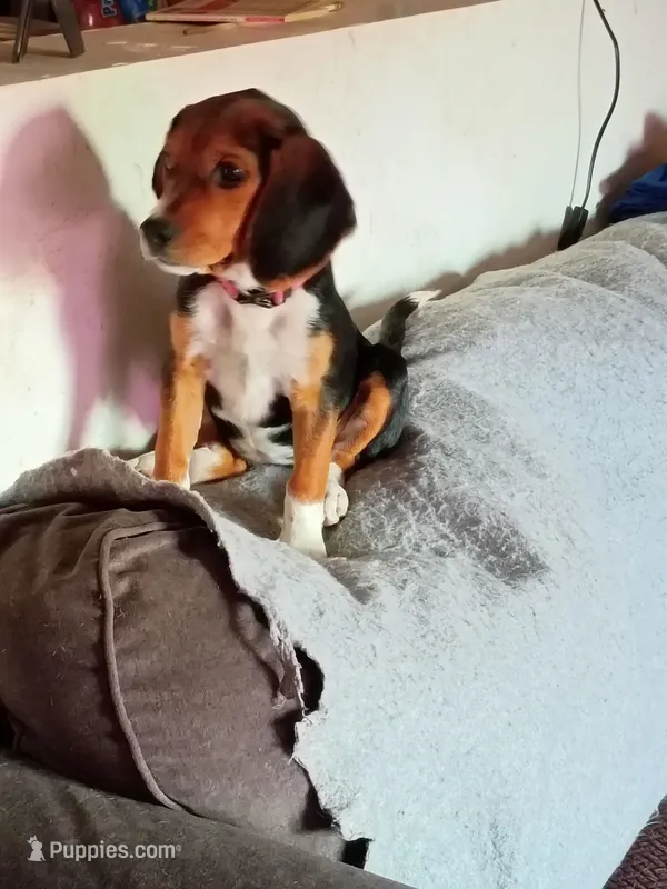 Yellow – Beagle puppy for sale in Baldwin, MI