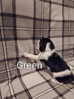 Green, a male Beagle for sale in Baldwin, MI – Photo 2 of 2