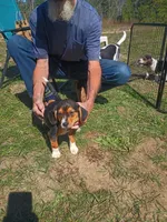 Yellow, a female Beagle for sale in Baldwin, MI – 3 of 3