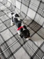 Red, a female Beagle for sale in Baldwin, MI – Photo 1 of 3