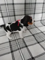 Red, a female Beagle for sale in Baldwin, MI – Photo 3 of 3