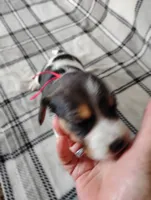 Red, a female Beagle for sale in Baldwin, MI – Photo 2 of 3