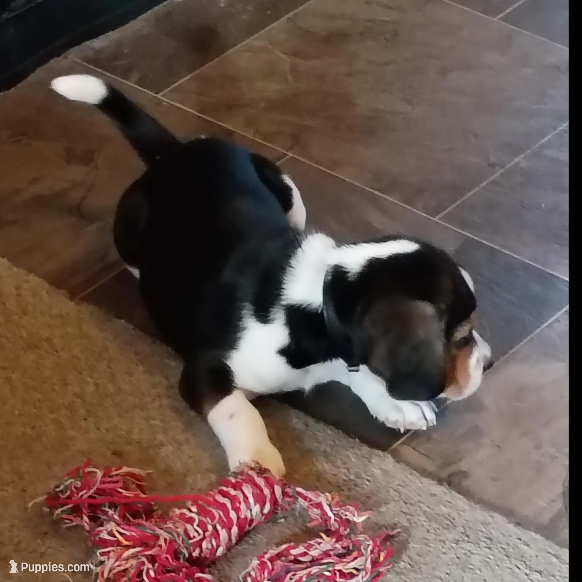 Black – Beagle puppy for sale in Baldwin, MI