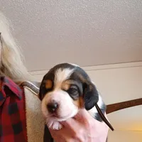 Black, a male Beagle for sale in Baldwin, MI – Photo 2 of 8