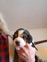 Black, a male Beagle for sale in Baldwin, MI – Photo 4 of 4