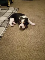 Black, a male Beagle for sale in Baldwin, MI – Photo 2 of 4