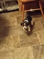 Black, a male Beagle for sale in Baldwin, MI – Photo 7 of 8