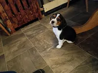 Black, a male Beagle for sale in Baldwin, MI – Photo 1 of 8