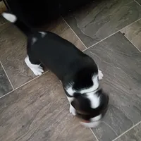 Black, a male Beagle for sale in Baldwin, MI – Photo 4 of 8