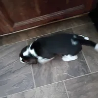 Black, a male Beagle for sale in Baldwin, MI – Photo 5 of 8