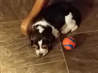 Black, a male Beagle for sale in Baldwin, MI – Photo 6 of 8