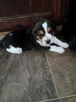 Black, a male Beagle for sale in Baldwin, MI – Photo 8 of 8