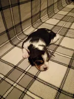 Black, a male Beagle for sale in Baldwin, MI – Photo 3 of 4