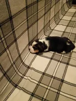 Black, a male Beagle for sale in Baldwin, MI – Photo 1 of 4