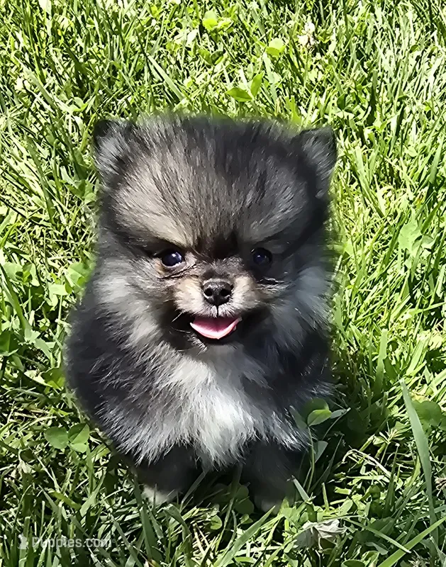 Micro – Pomeranian puppy for sale in Dayton, OH