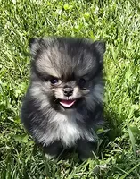 Micro, a male Pomeranian for sale in Dayton, OH – 1 of 3