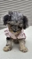 Luna, a female Poodle - Toy  for sale in Dayton, OH – 4 of 4