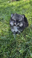 Micro, a male Pomeranian for sale in Dayton, OH – 3 of 3