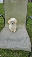 Lorenzo , a male Poodle - Toy  for sale in Dayton, OH – Photo 4 of 6