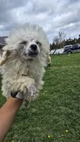 Lorenzo , a male Poodle - Toy  for sale in Dayton, OH – Photo 6 of 6