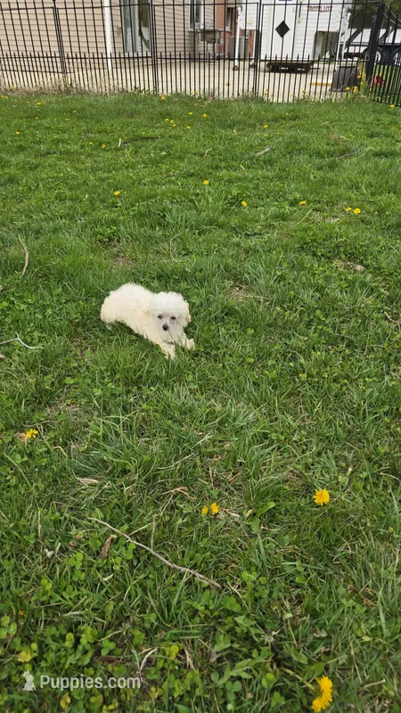 Lorenzo  – Poodle - Toy  puppy for sale in Dayton, OH