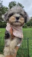 Luna, a female Poodle - Toy  for sale in Dayton, OH – 2 of 4
