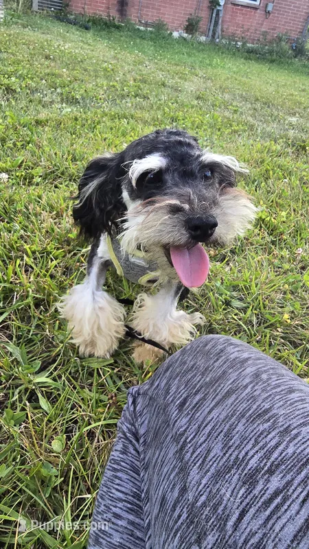 Marshall  – Poodle - Toy  puppy for sale in Dayton, OH