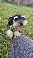 Marshall , a male Poodle - Toy  for sale in Dayton, OH – 1 of 5