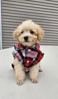 Milo , a male Poodle - Toy  for sale in Dayton, OH – 4 of 5