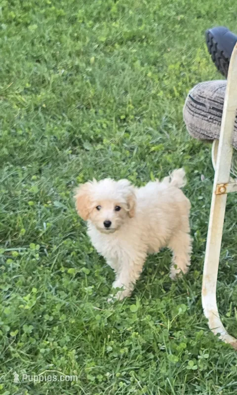 Milo  – Poodle - Toy  puppy for sale in Dayton, OH