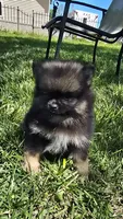 Gizmo, a male Pomeranian for sale in Dayton, OH – 3 of 3