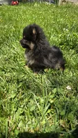 Nano, a male Pomeranian for sale in Dayton, OH – 3 of 4