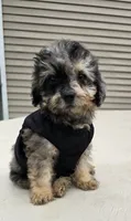 Gizmo, a male Poodle - Toy  for sale in Dayton, OH – 2 of 4