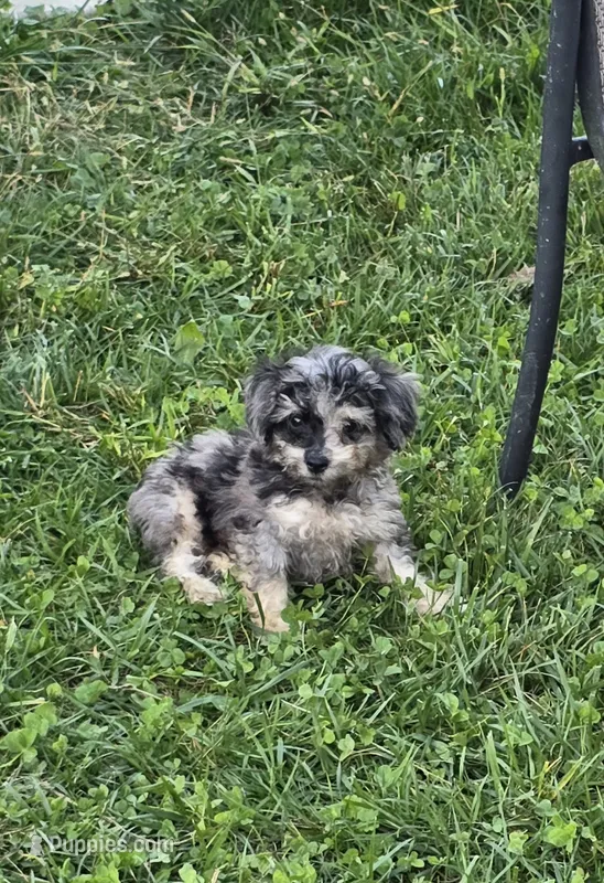 Gizmo – Poodle - Toy  puppy for sale in Dayton, OH