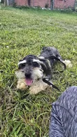 Marshall , a male Poodle - Toy  for sale in Dayton, OH – 2 of 5