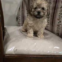 Lake, a male Poodle - Toy  for sale in Dayton, OH – Photo 3 of 3