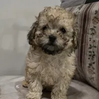 Lake, a male Poodle - Toy  for sale in Dayton, OH – Photo 1 of 3