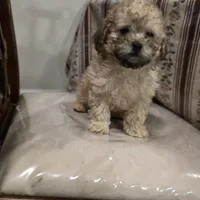 Lake, a male Poodle - Toy  for sale in Dayton, OH – Photo 2 of 3