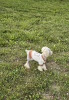 Georgie, a male Poodle - Toy  for sale in Dayton, OH – 2 of 5