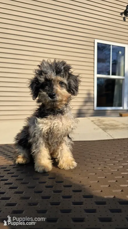 Gizmo – Poodle - Toy  puppy for sale in Dayton, OH